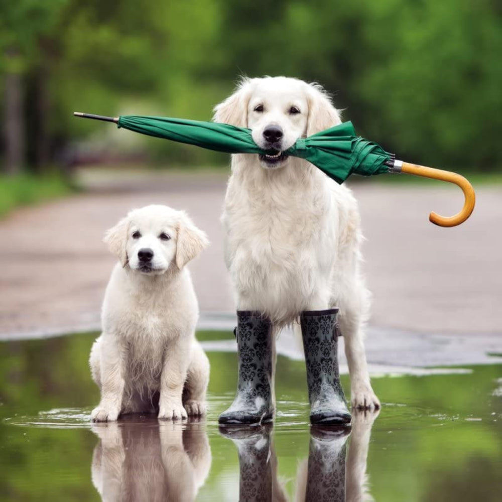 Abacus Cards Puddle Pups Retriever and Puppy birthday greeting card featuring adorable illustrated puppies on a colorful background.
