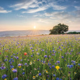 Abacus Cards Wildflower Meadow Somerset birthday greeting card with colorful floral design and cheerful illustrations.