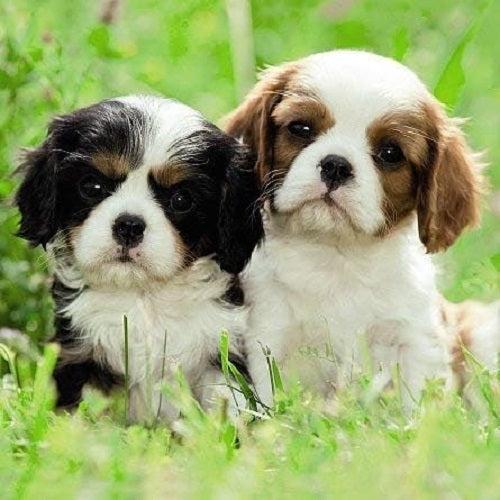 Close-up of Carte Blanche 3D holographic greeting card featuring two adorable puppies, showcasing vibrant holographic details.