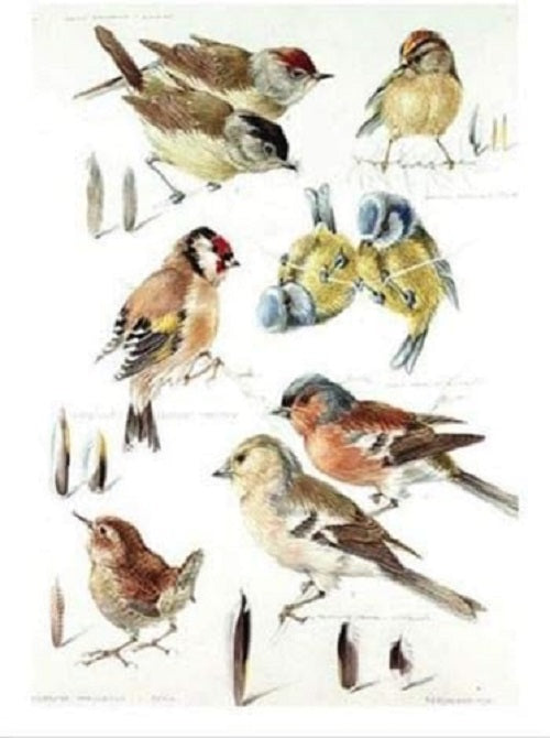 Watercolour painting of garden birds by Mildred E. Eldridge on a greeting card, featuring colorful bird illustrations and nature scene.
