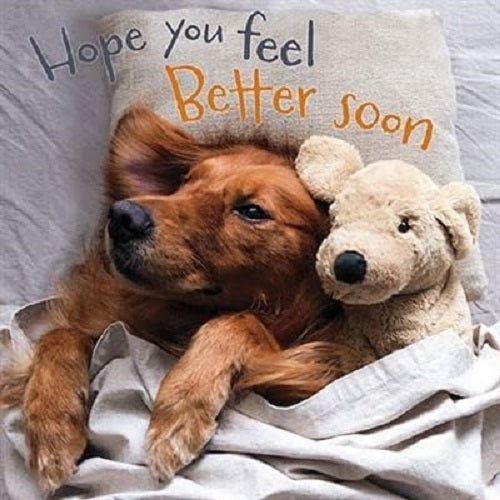Get Well Soon greeting card featuring a dog and teddy bear in bed, eco-friendly and recyclable, by GBCC.