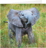 UK Greetings birthday card for him, her, or friends featuring a cute elephant design, perfect for celebrating special occasions.