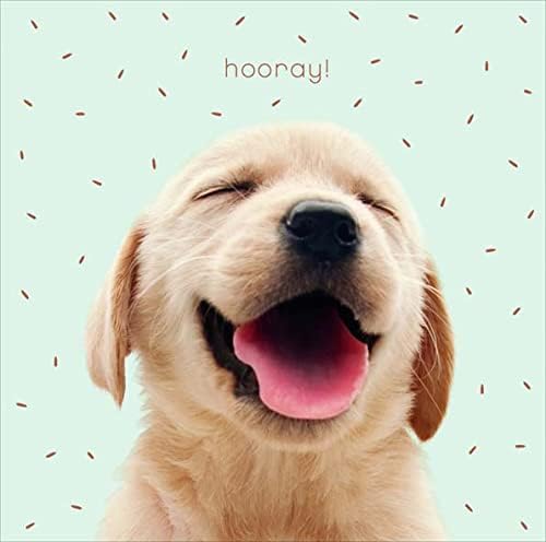 UK Greetings cute dog friend blank birthday card with colorful dog illustration and cheerful design for special occasions.
