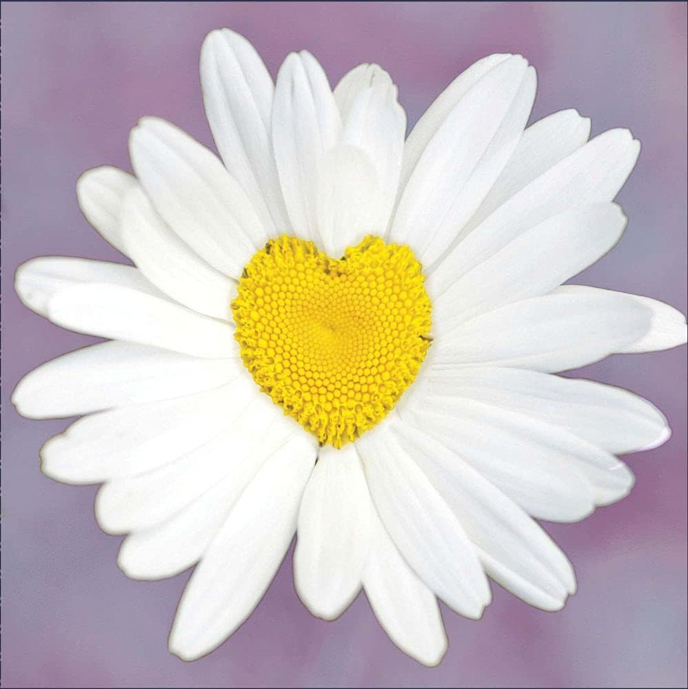 UK Greetings Daisy Heart greeting card with blank inside, suitable for all occasions, featuring a cheerful daisy and heart design.