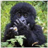 UK Greetings photographic blank greeting card featuring a mountain gorilla, suitable for both male and female recipients.