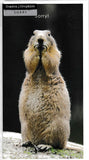 UK Greetings Sorry blank greeting card featuring a simple, elegant design for expressing apologies or sentiments.