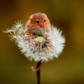 Harvest Mouse on Dandelion Greeting Card – Stunning Nature Photography, Ideal for Animal Lovers & Special Occasions