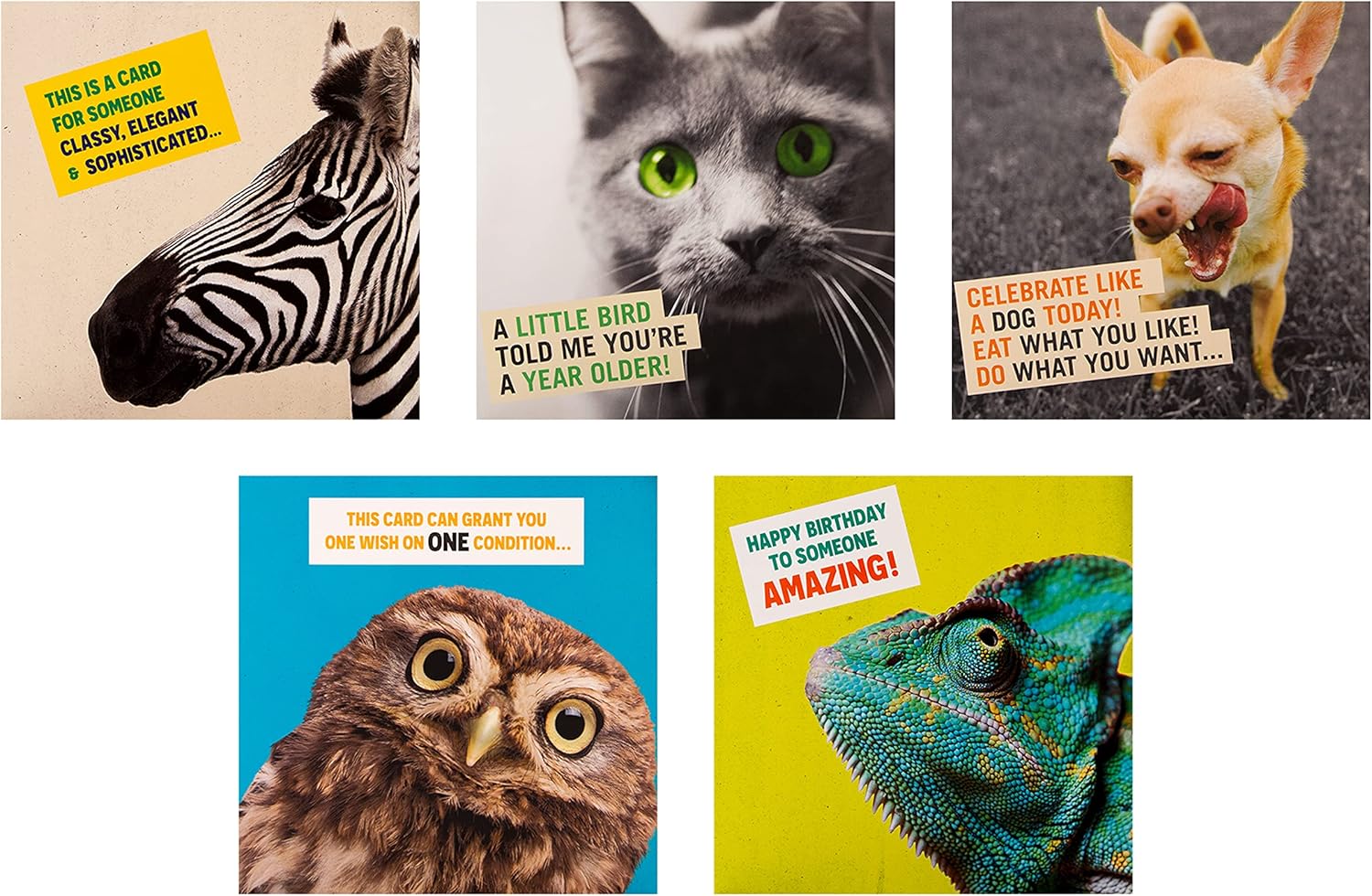 Funny Photographic Multipack of 10 in 5 Designs Birthday Cards