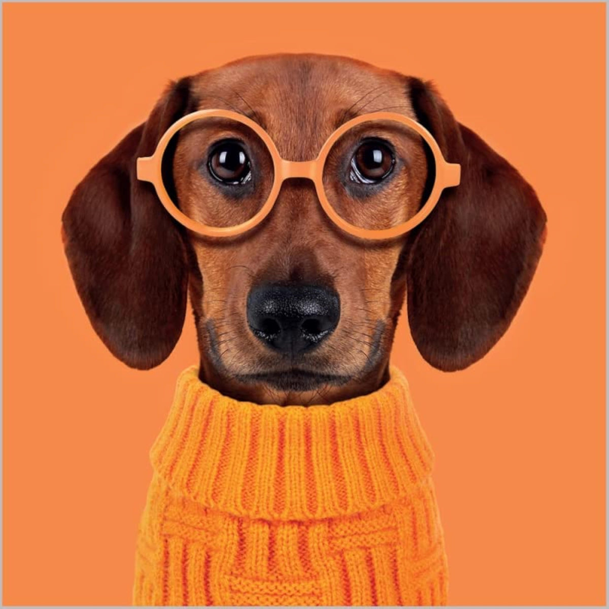 Abacus Cards sausage dog birthday greeting card with glasses, featuring a cute illustration on a colorful background.