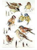 Watercolour painting of garden birds by Mildred E. Eldridge on a greeting card, featuring colorful bird illustrations and nature scene.
