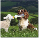 Wildlife greeting card featuring a sheepdog and lamb, designed for birthdays and special occasions by GBCC.