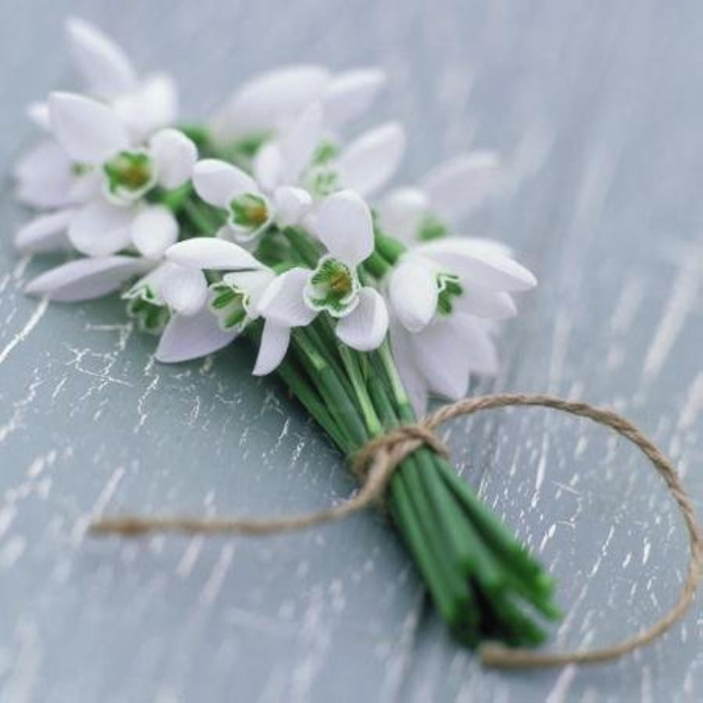 Bunch of snowdrop sympathy card by GBCC, condolence greeting card with delicate snowdrop flowers on the front.