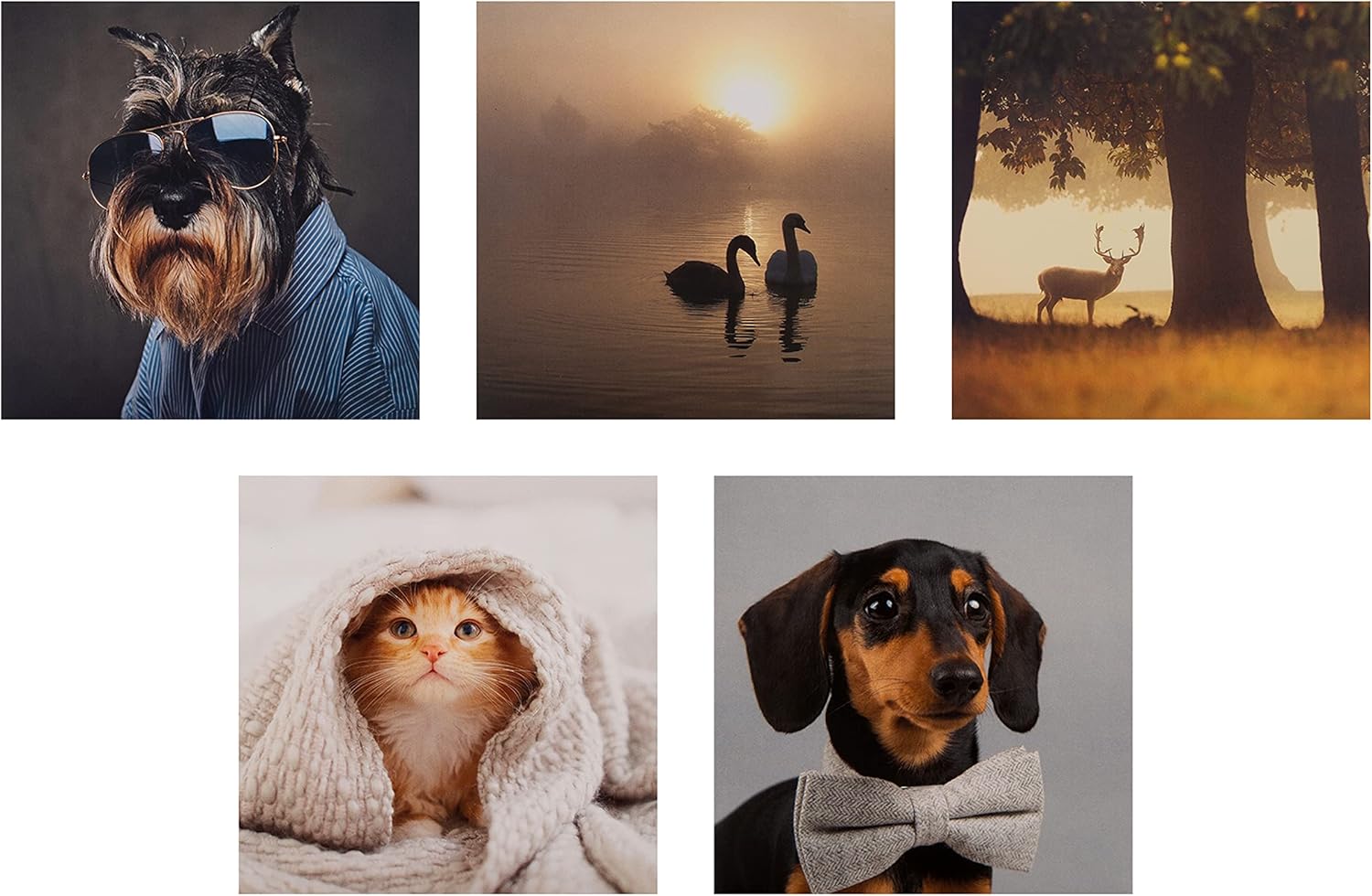 Set of 20 Hallmark photographic animal designs blank greeting cards in a multi-pack, featuring various animal images for special occasions.
