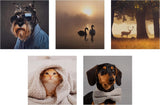 Set of 20 Hallmark photographic animal designs blank greeting cards in a multi-pack, featuring various animal images for special occasions.