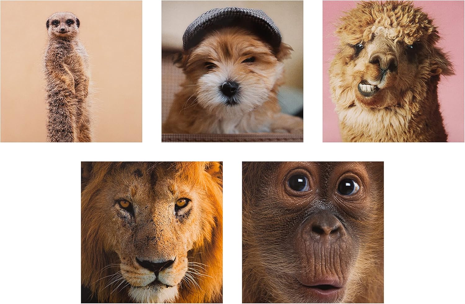Hallmark Photographic Animal Designs blank greeting cards in a pack of 20, featuring various animal images for versatile use.