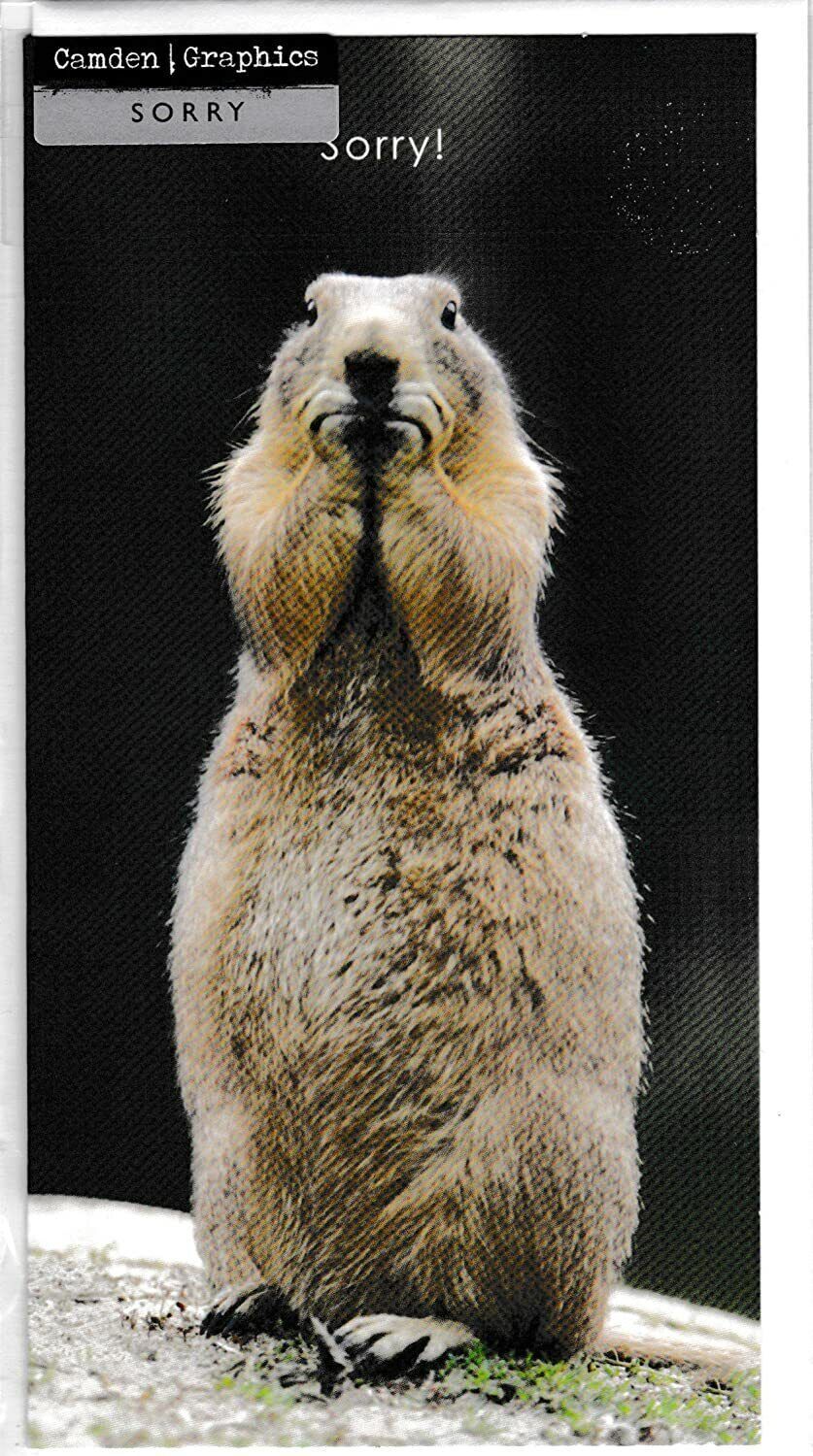 UK Greetings Sorry blank greeting card featuring a simple, elegant design for expressing apologies or sentiments.